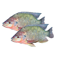 Tilapie (Oreochromis niloticus)