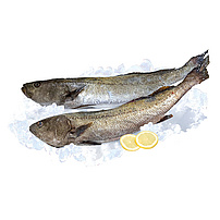 Adlerfisch (Argyrosomus regius), frisch