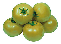 Tomaten - Grüne Tomaten