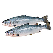 Regenbogenforellen (Oncorhynchus mykiss) Küchenfertig