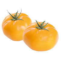 Tomaten- Tomaten gelb