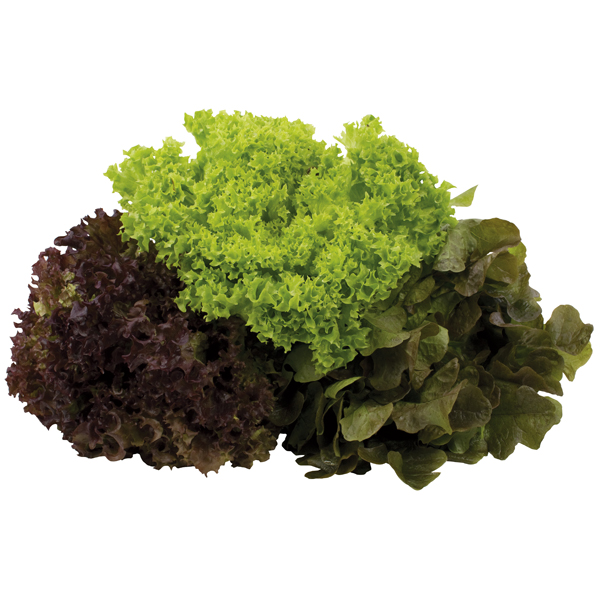 Salat - Mix Salat